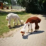 Eda * Siófok